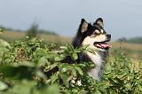CHIEN FINNOIS DE LAPONIE 638